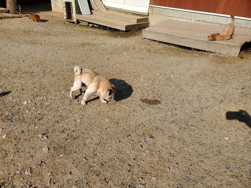 f：id：roukenhome-ann：20200406182915j：plain