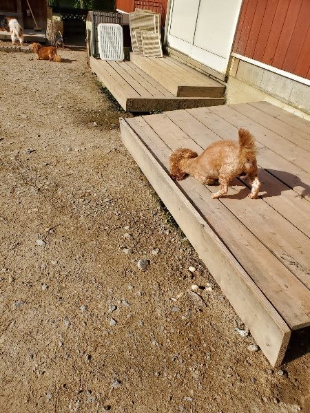 f：id：roukenhome-ann：20200406182925j：plain