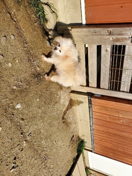 f：id：roukenhome-ann：20200406182932j：plain