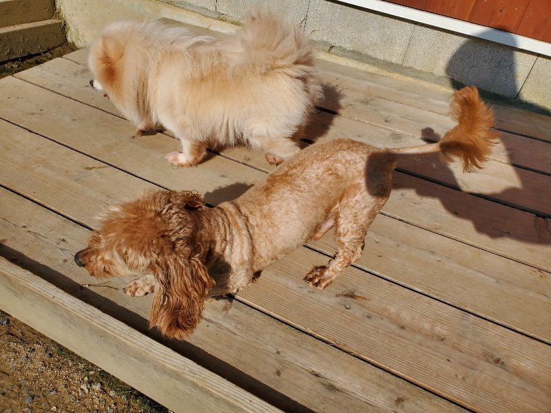 f：id：roukenhome-ann：20200406183012j：plain