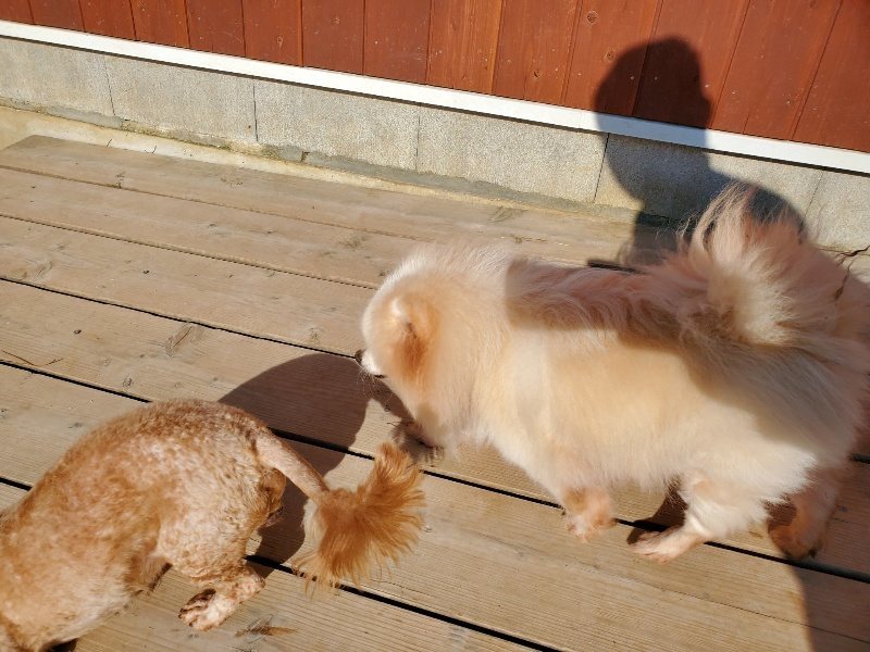 f：id：roukenhome-ann：20200406183029j：plain