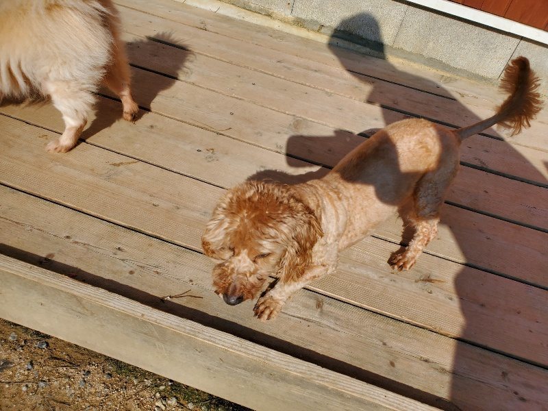 f：id：roukenhome-ann：20200406183051j：plain