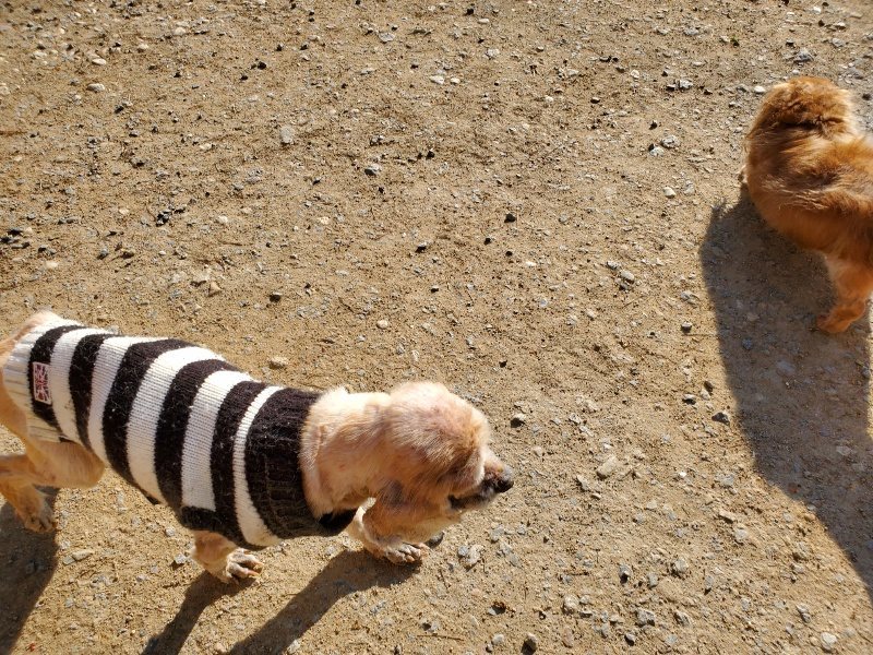 f：id：roukenhome-ann：20200406183225j：plain