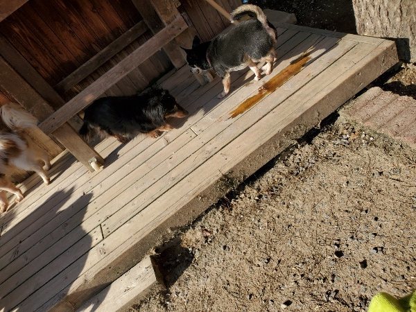 f：id：roukenhome-ann：20200406183400j：plain