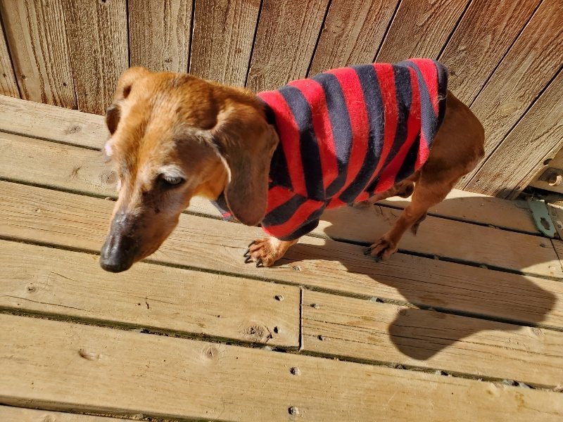 f：id：roukenhome-ann：20200406183513j：plain