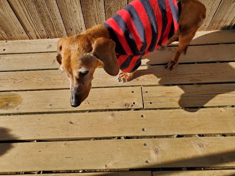 f：id：roukenhome-ann：20200406183521j：plain