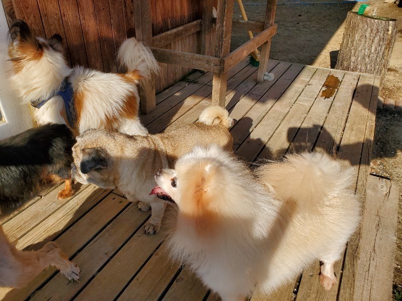 f：id：roukenhome-ann：20200406183600j：plain