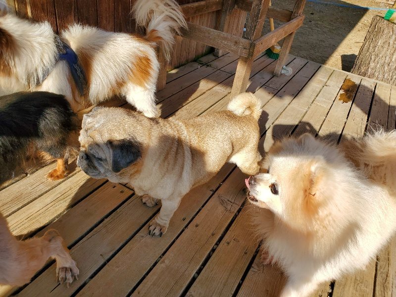 f：id：roukenhome-ann：20200406183606j：plain