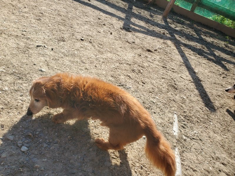 f：id：roukenhome-ann：20200406185522j：plain