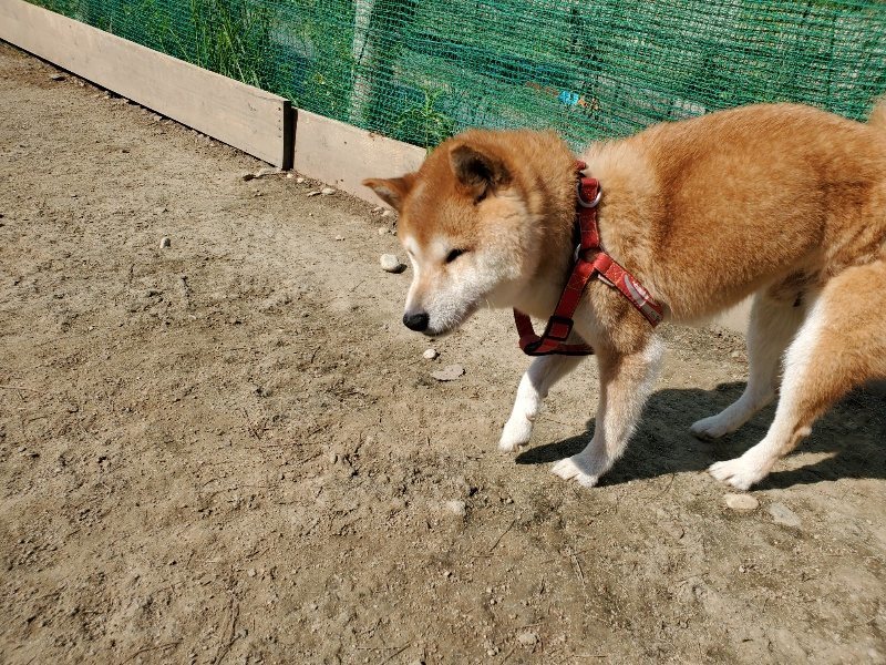 f：id：roukenhome-ann：20200501053731j：plain