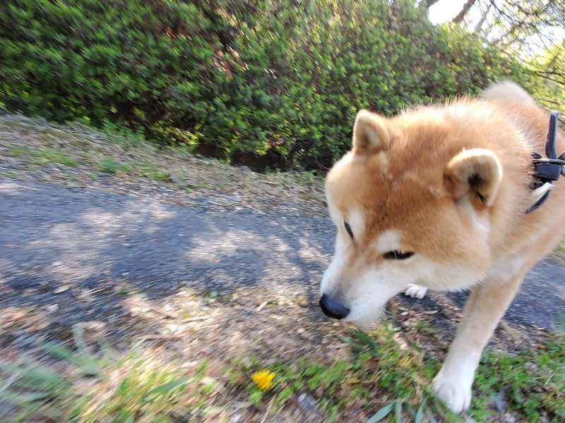f：id：roukenhome-ann：20200501053903j：plain