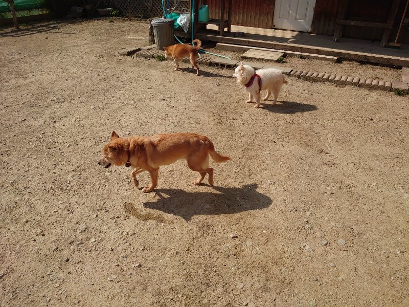 f:id:roukenhome-ann:20200501075724j:plain f:id:roukenhome-ann:20200501075724j:plain