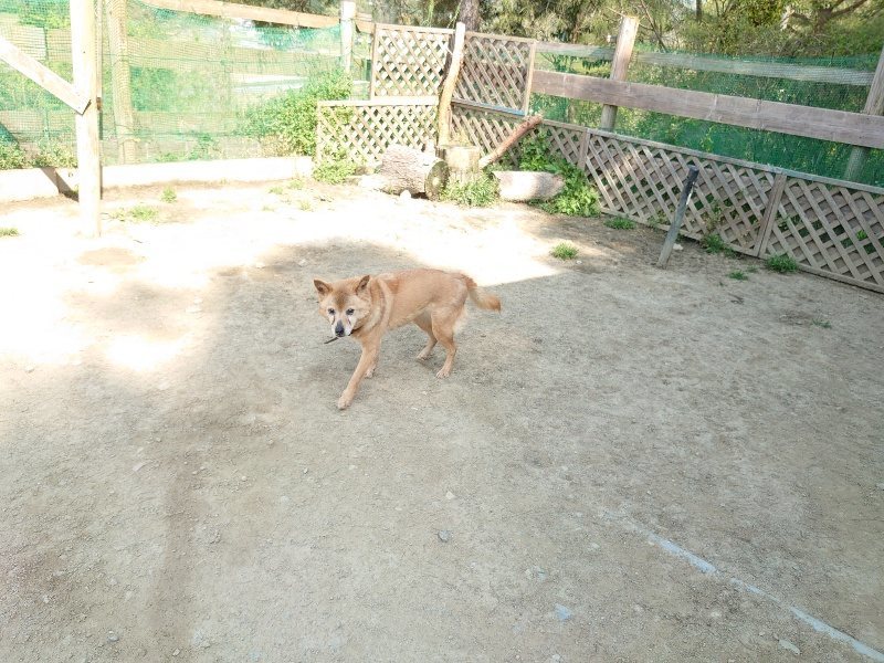 f:id:roukenhome-ann:20200502131851j:plain f:id:roukenhome-ann:20200502131851j:plain