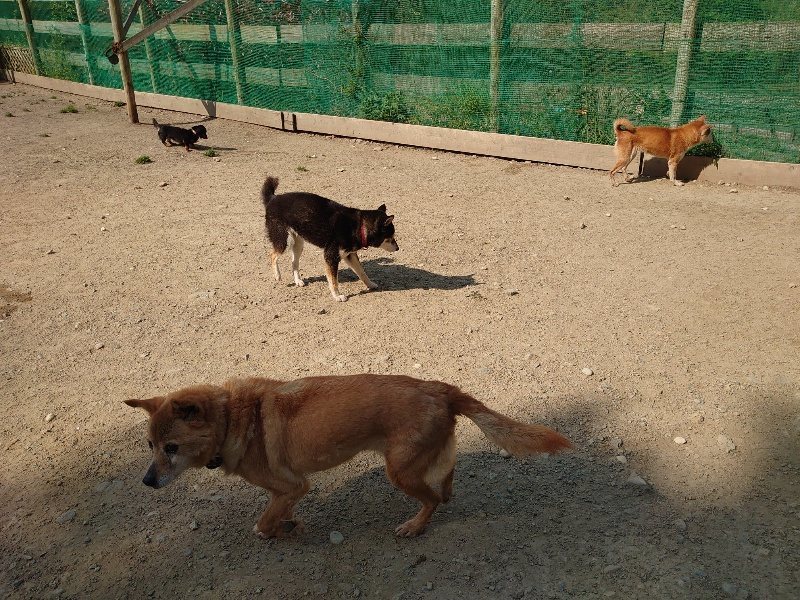 f:id:roukenhome-ann:20200502131920j:plain f:id:roukenhome-ann:20200502131920j:plain