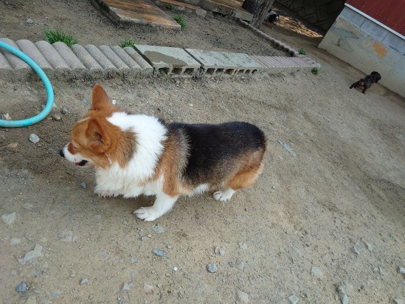 f:id:roukenhome-ann:20200502132552j:plain f:id:roukenhome-ann:20200502132552j:plain