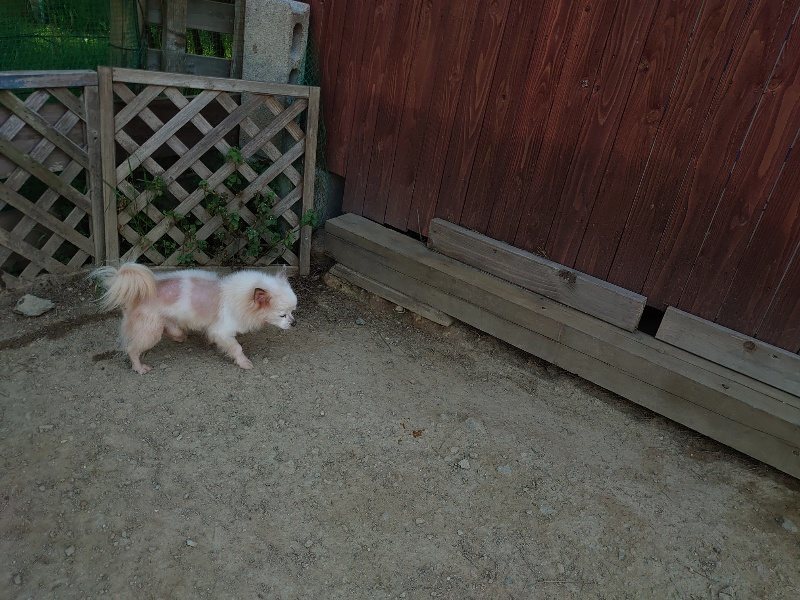 f:id:roukenhome-ann:20200502132621j:plain f:id:roukenhome-ann:20200502132621j:plain