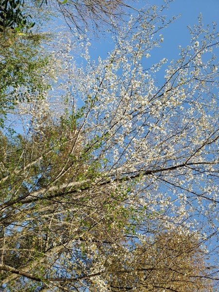 f：id：roukenhome-ann：20200502193745j：plain