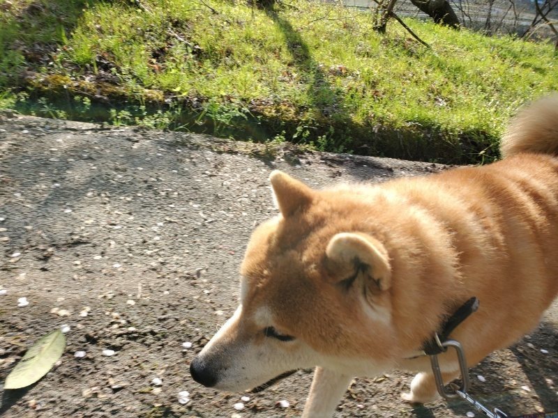 f：id：roukenhome-ann：20200502194237j：plain