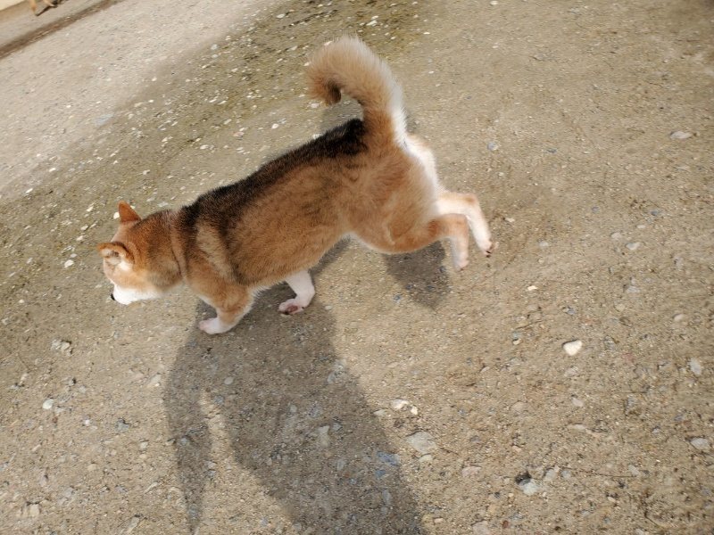 f：id：roukenhome-ann：20200502194532j：plain