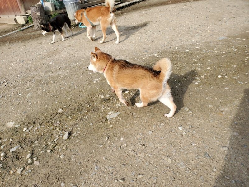 f：id：roukenhome-ann：20200502194537j：plain
