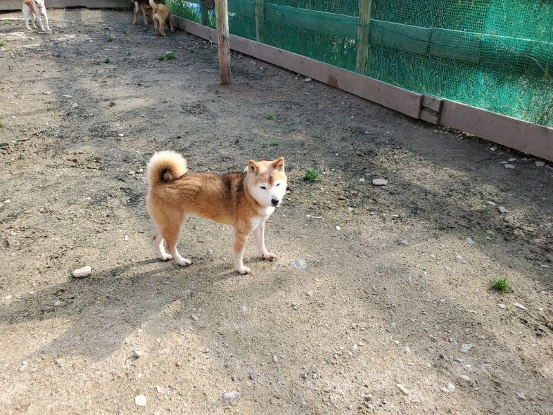 f：id：roukenhome-ann：20200502194549j：plain