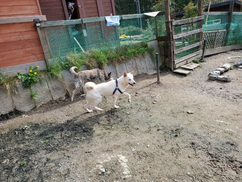 f：id：roukenhome-ann：20200502195633j：plain