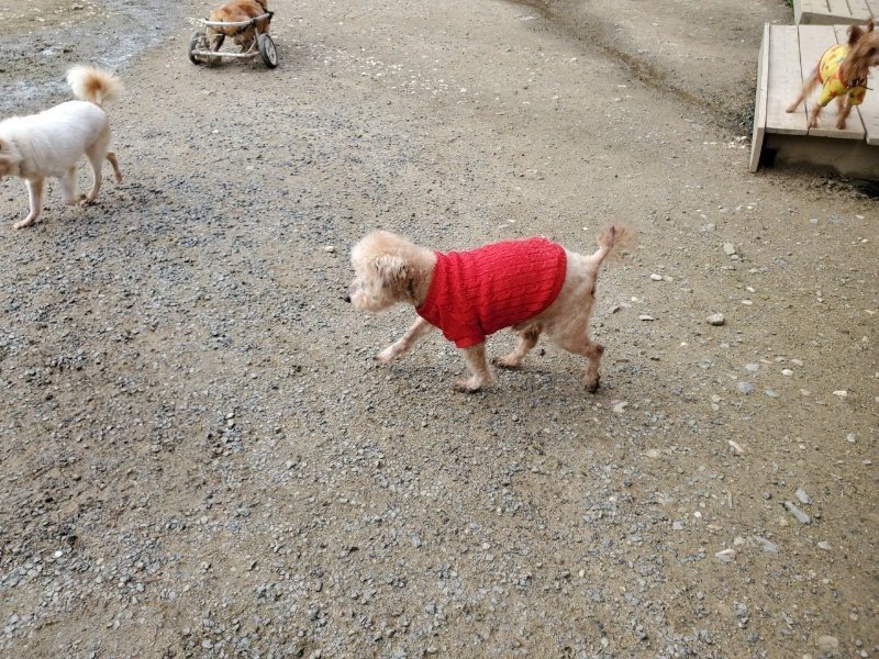f：id：roukenhome-ann：20200502200158j：plain