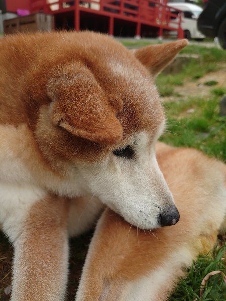 f:id:roukenhome-ann:20200503173450j:plain f:id:roukenhome-ann:20200503173450j:plain