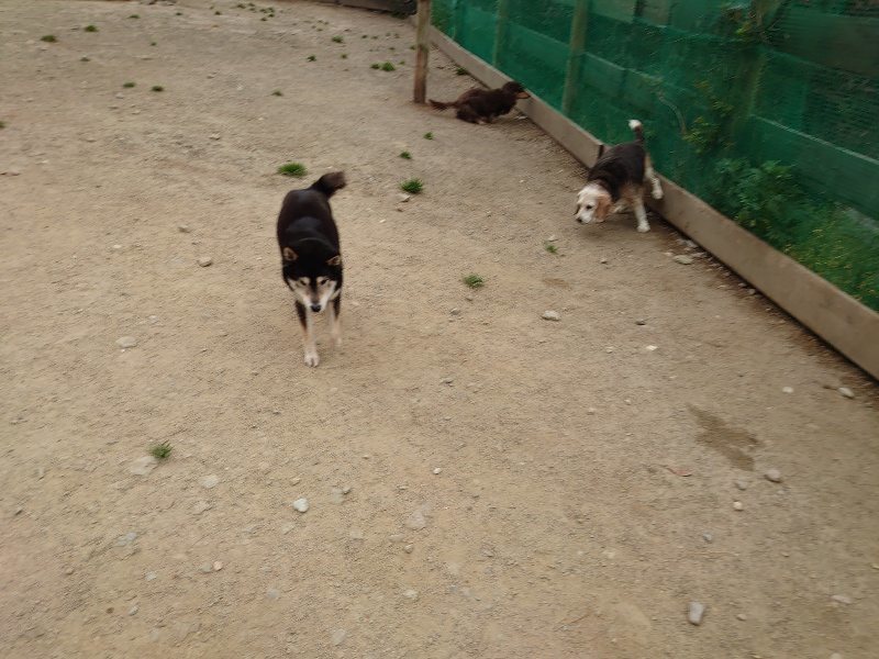 f：id：roukenhome-ann：20200503174732j：plain