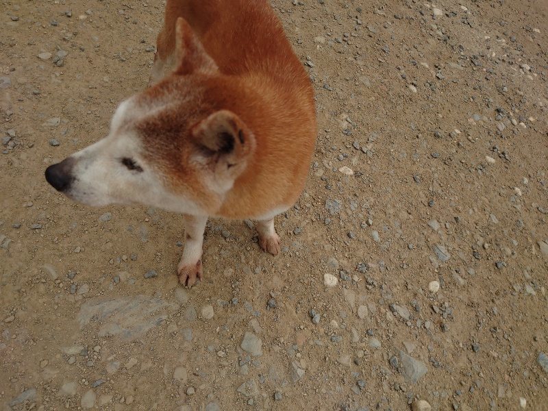 f：id：roukenhome-ann：20200503175455j：plain