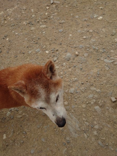 f：id：roukenhome-ann：20200503175505j：plain