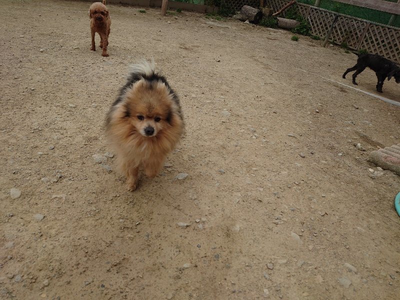 f：id：roukenhome-ann：20200503175932j：plain