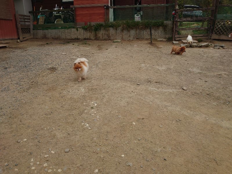 f：id：roukenhome-ann：20200503183809j：plain