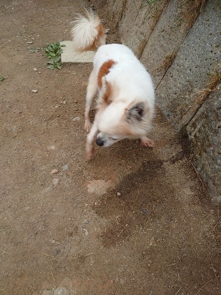 f：id：roukenhome-ann：20200503184118j：plain
