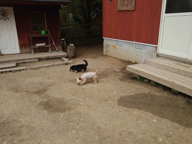 f：id：roukenhome-ann：20200503184150j：plain
