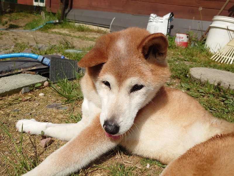 f：id：roukenhome-ann：20200504182523j：plain