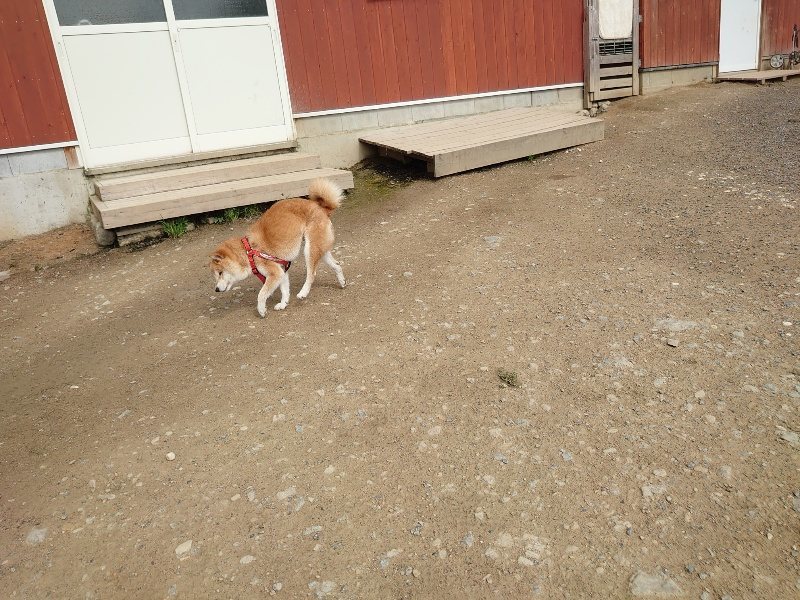 f：id：roukenhome-ann：20200504182700j：plain