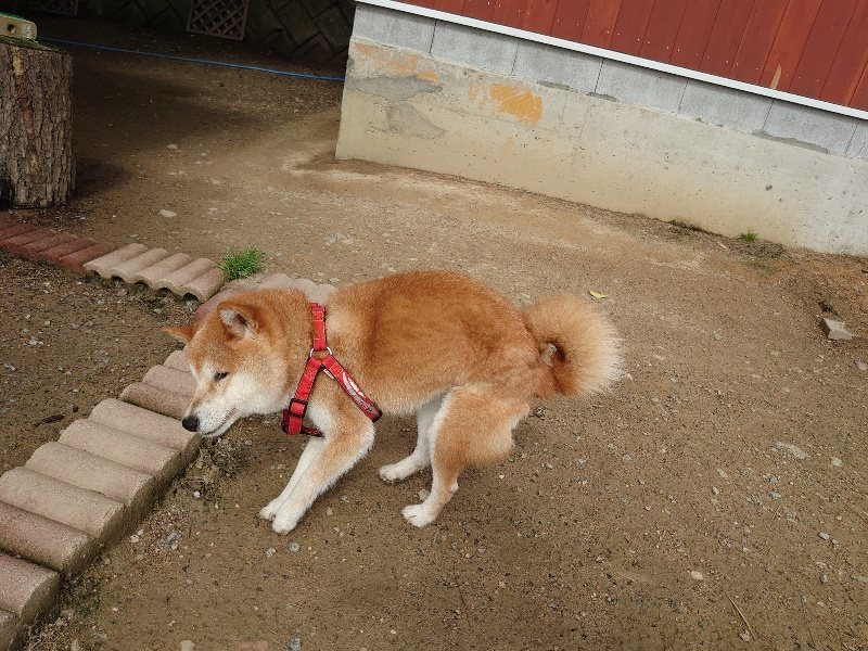 f：id：roukenhome-ann：20200504182715j：plain
