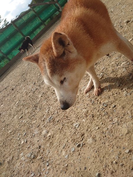 f：id：roukenhome-ann：20200504183218j：plain