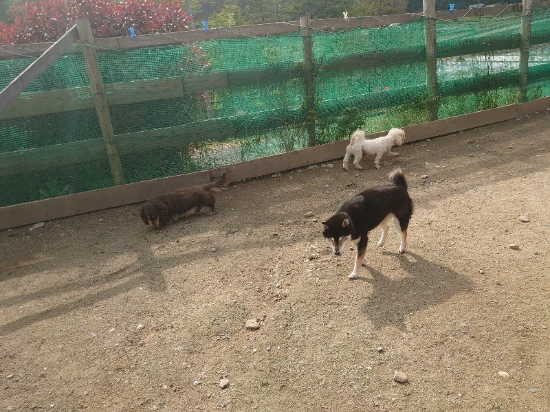 f：id：roukenhome-ann：20200504183315j：plain