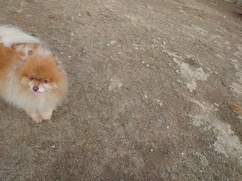 f：id：roukenhome-ann：20200504184146j：plain