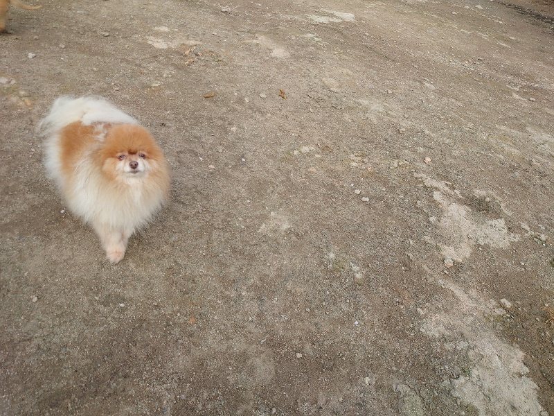f：id：roukenhome-ann：20200504184151j：plain