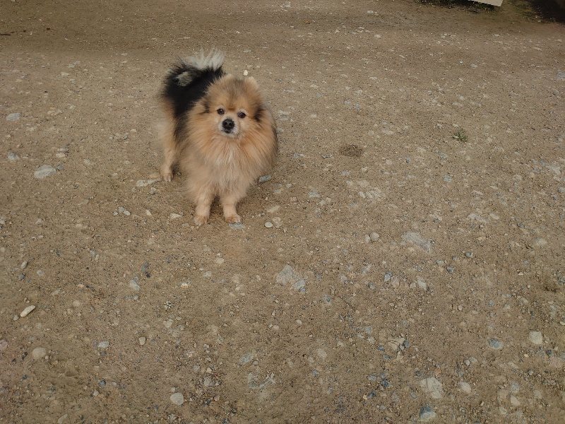 f：id：roukenhome-ann：20200504184451j：plain