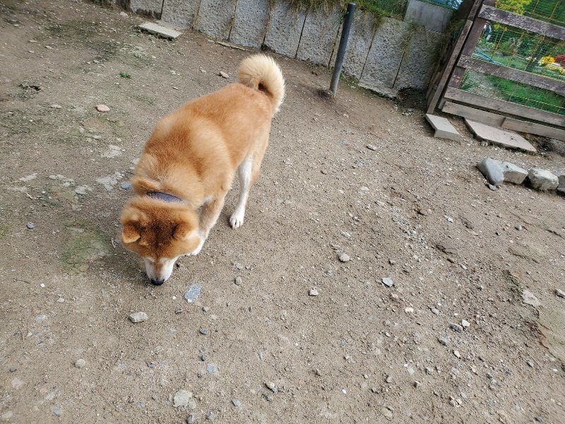 f:id:roukenhome-ann:20200505105031j:plain f:id:roukenhome-ann:20200505105031j:plain