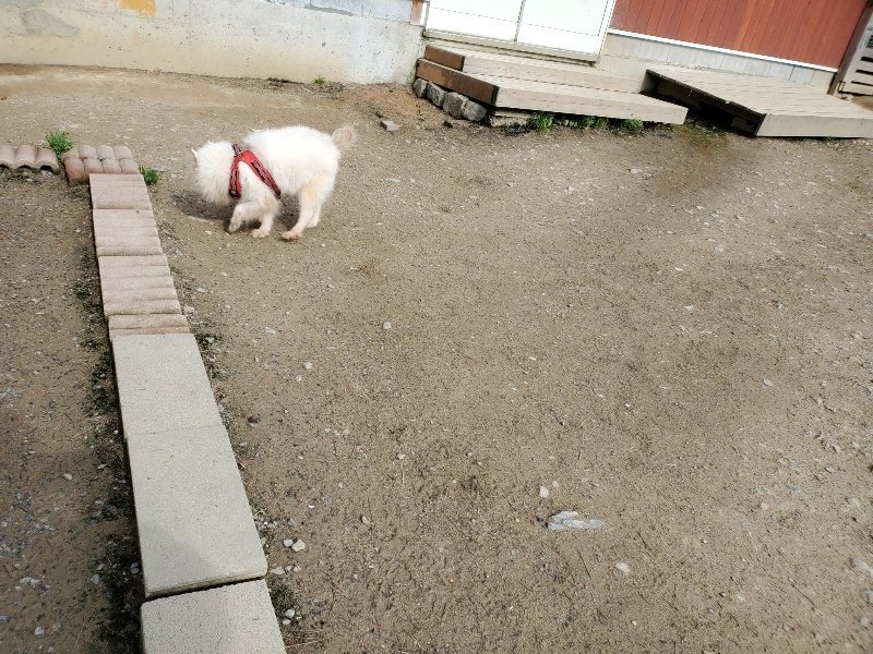 f:id:roukenhome-ann:20200505105216j:plain f:id:roukenhome-ann:20200505105216j:plain