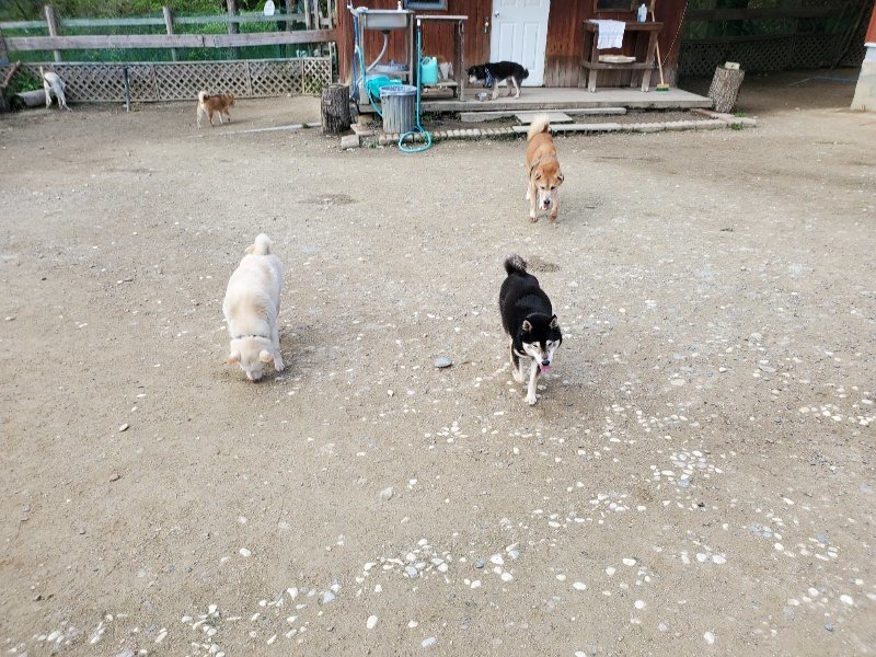 f：id：roukenhome-ann：20200505122013j：plain