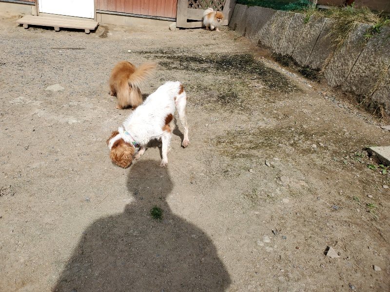 f:id:roukenhome-ann:20200506064805j:plain f:id:roukenhome-ann:20200506064805j:plain
