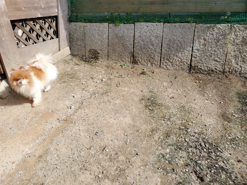 f:id:roukenhome-ann:20200506064900j:plain f:id:roukenhome-ann:20200506064900j:plain
