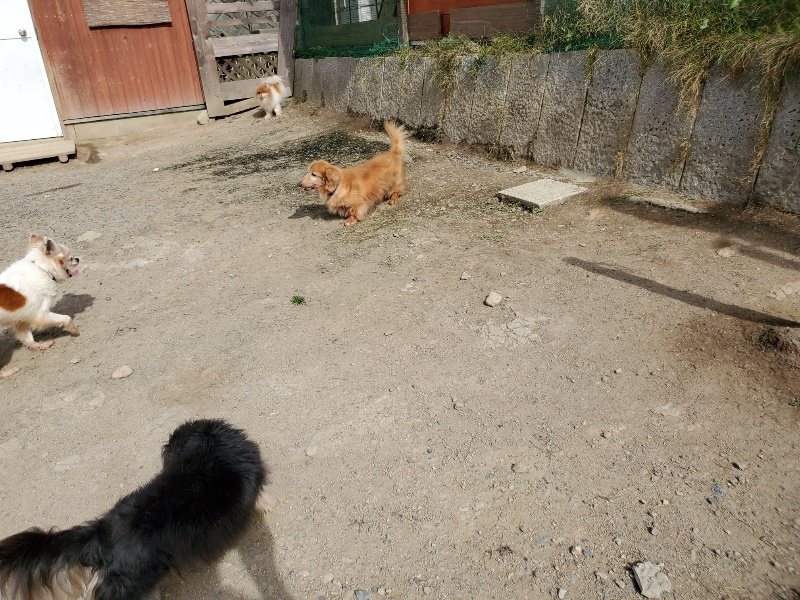 f:id:roukenhome-ann:20200506065421j:plain f:id:roukenhome-ann:20200506065421j:plain