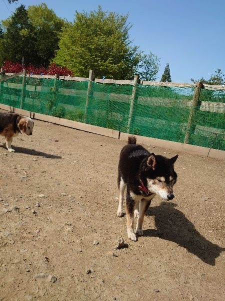 f：id：roukenhome-ann：20200506112849j：plain